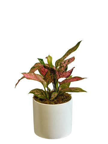 Small Pink Aglaonema Plant in White Ceramic Container