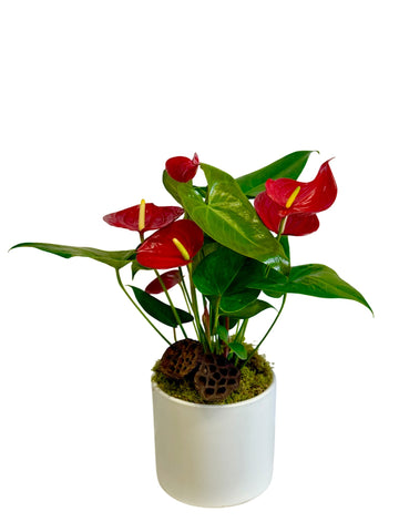 Red Anthurium Plant in White Ceramic Container