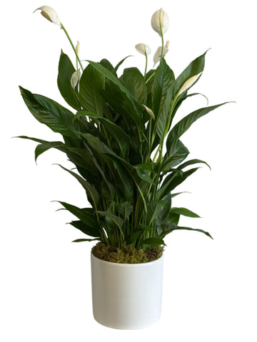 Small Peace Lily in White Ceramic Container