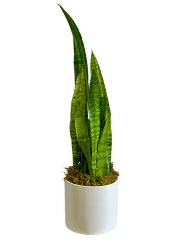Small Snake Plant in White Ceramic Container