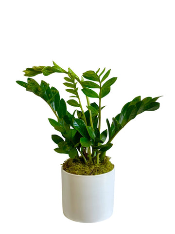 Small Zizi Plant in White Ceramic Container