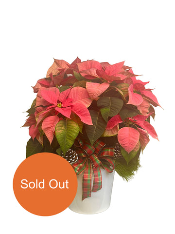 Medium Pink Poinsettia in a White Container