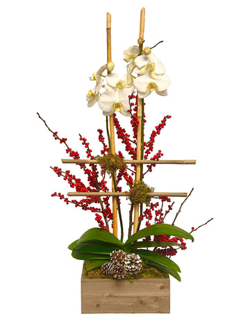 Holiday Orchid Plant