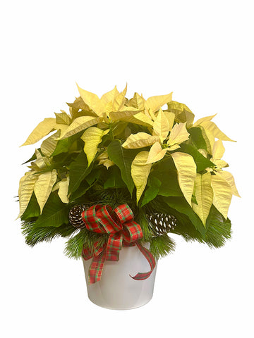 Medium White Poinsettia in a White Container