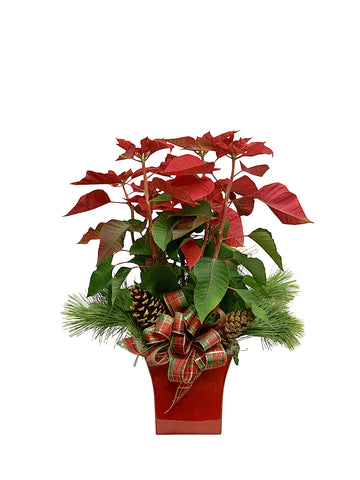 Small Red Poinsettia